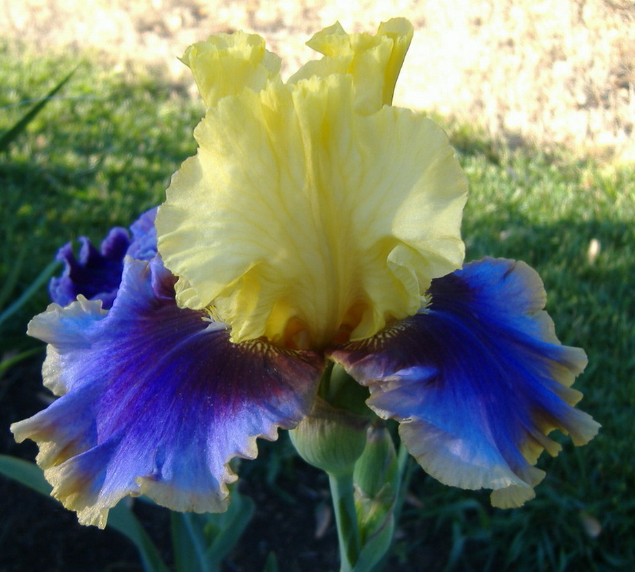 GIPSY LADY